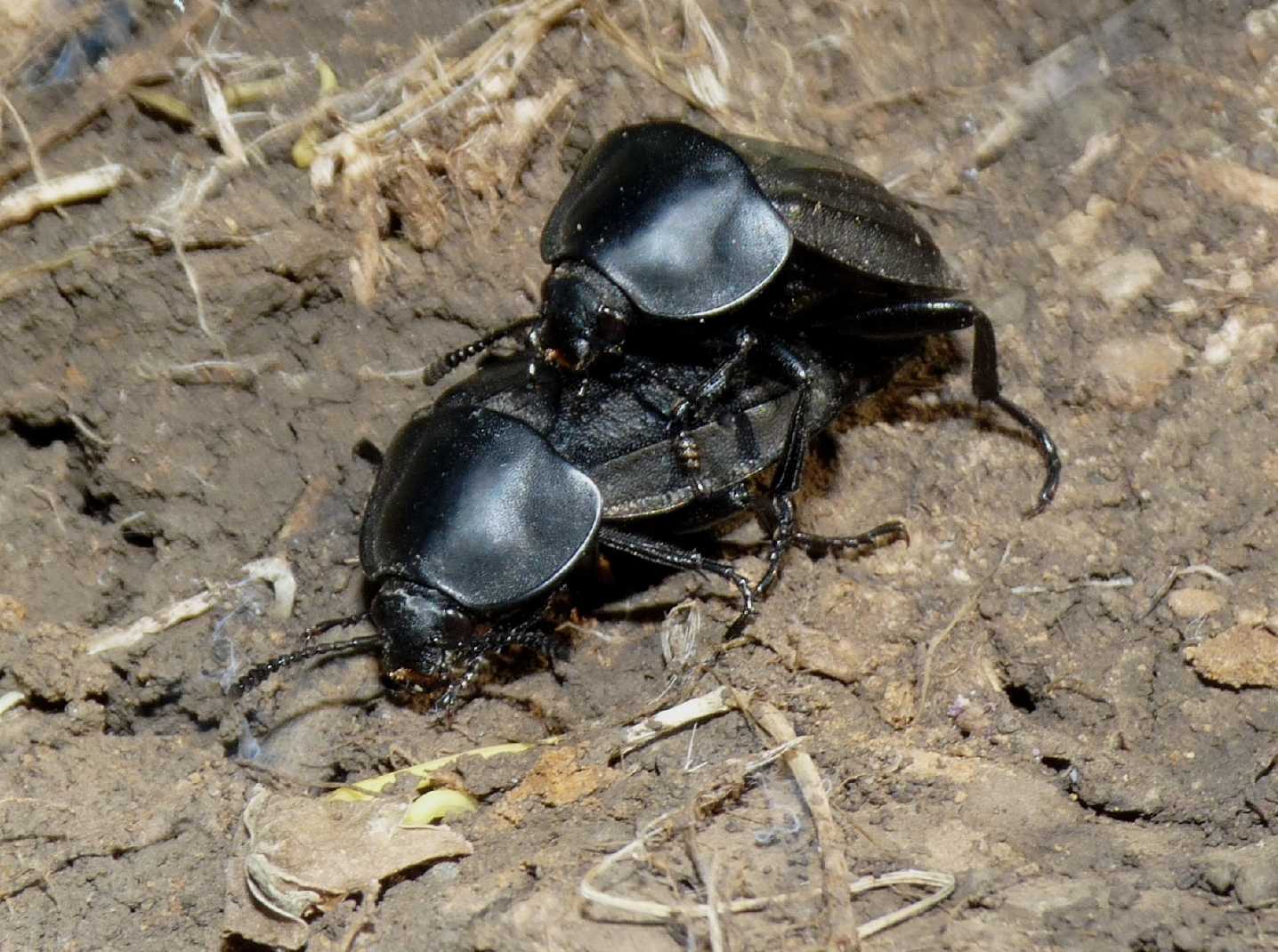 Silfe a Tolfa (Silpha olivieri)